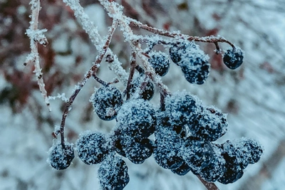 Volgograd photographer captures beauty of biting frost