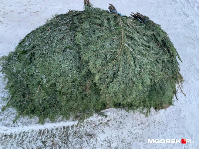 В прошлом году лапник был самым ходовым товаром. Интересно, как сложится в этом? | Источник: Анна Лялькова / MGORSK.RU