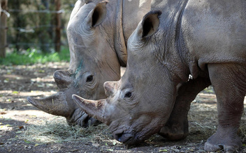 В мире осталось 2 северных белых носорога, обе самки. Как их надеются спасти от вымирания?