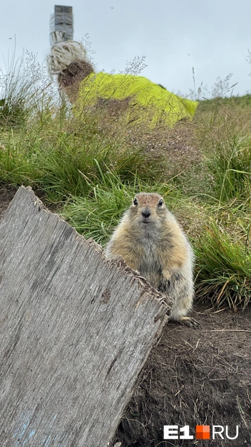 Посмотрите на этих умилительных сусликов \| Источник: Павел Кошкин