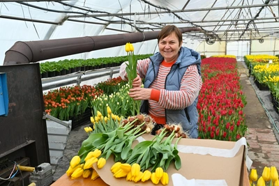 От огурцов к цветам: как в Ростовской области выращивают тюльпаны