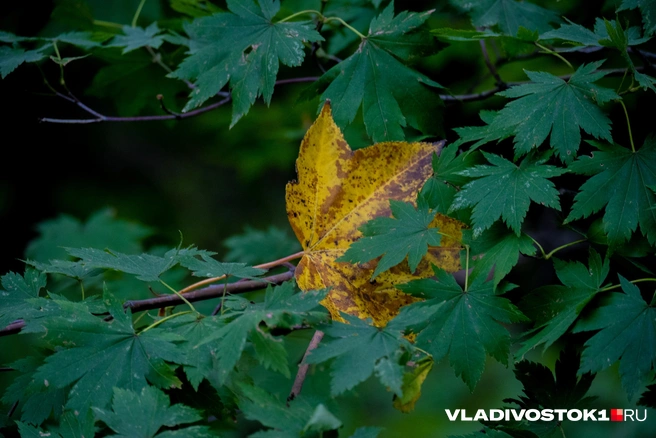 Источник: Елена Буйвол / VLADIVOSTOK1.RU