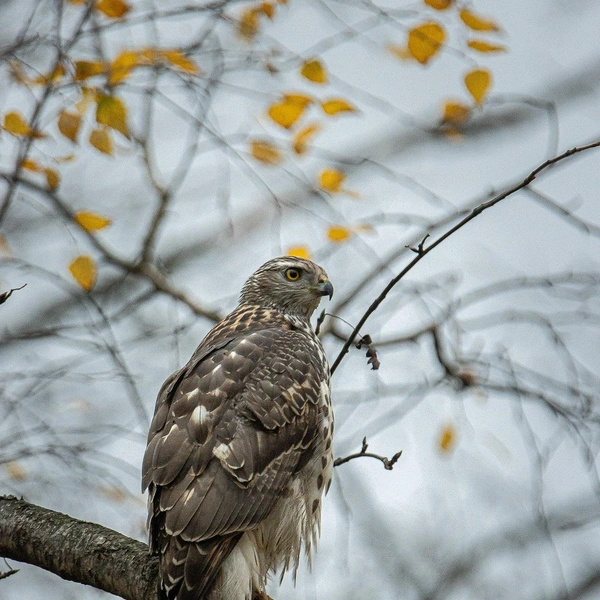 Источник: Антон Кубышкин / «Птицы СПб и России»