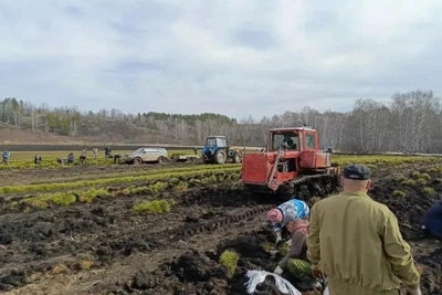 В Башкирии стартует сезон восстановления лесов