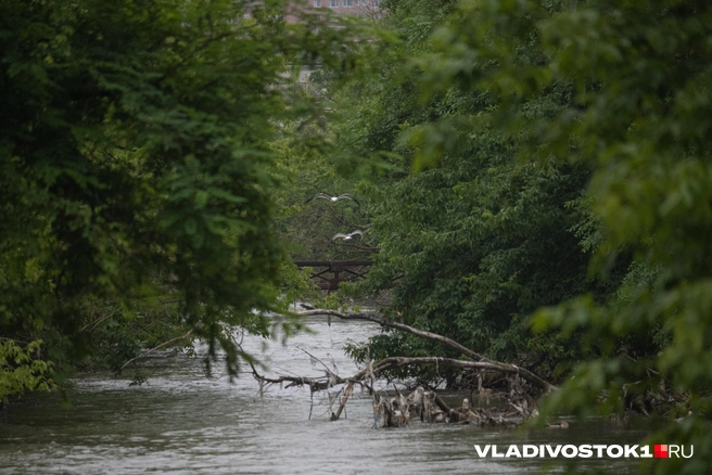Источник: Елена Буйвол / VLADIVOSTOK1.RU