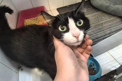 Tyumen seeks home for affectionate cat Sirius after owner returns him