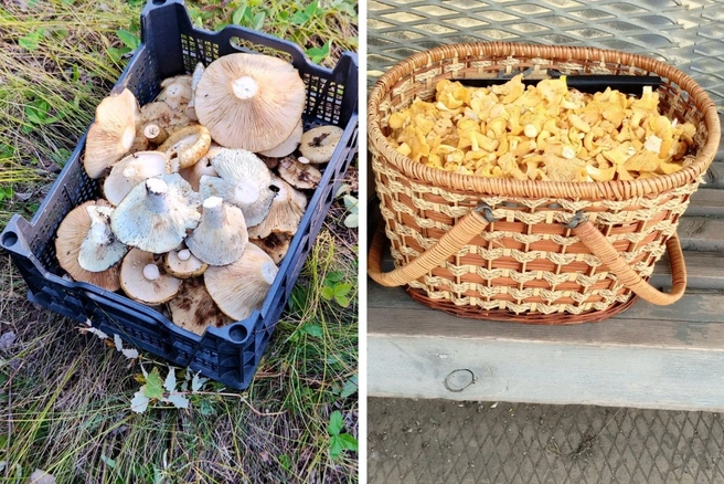 В лесах можно найти разные грибы  | Источник: «Грибы. Грибники Омска и Омской области.» / Vk.com