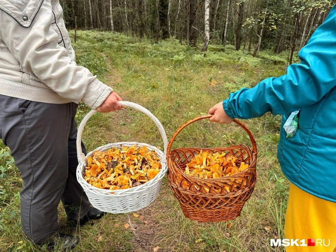 По полной корзине всего за час | Источник: Диана Храмцова / MSK1.RU