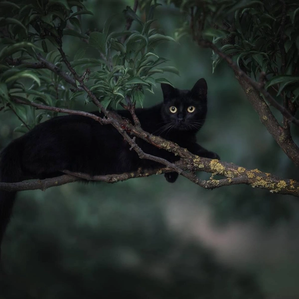 Кошка танцует, кошка кричит: 20 самых ярких снимков лауреатов ежегодной фотопремии 35awards, Всемирный день кошек, смешные фото кошек | Источник: Юлианна Митрофанова, 35awards