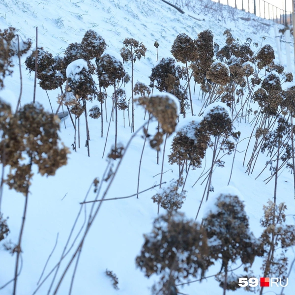 Снег засыпал и декоративные растения, и траву | Источник: Тимофей Калмаков / 59.RU