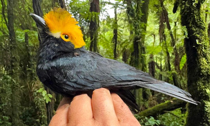 Красавец в шлеме: посмотрите на фото редкой африканской птицы, которую не видели 20 лет