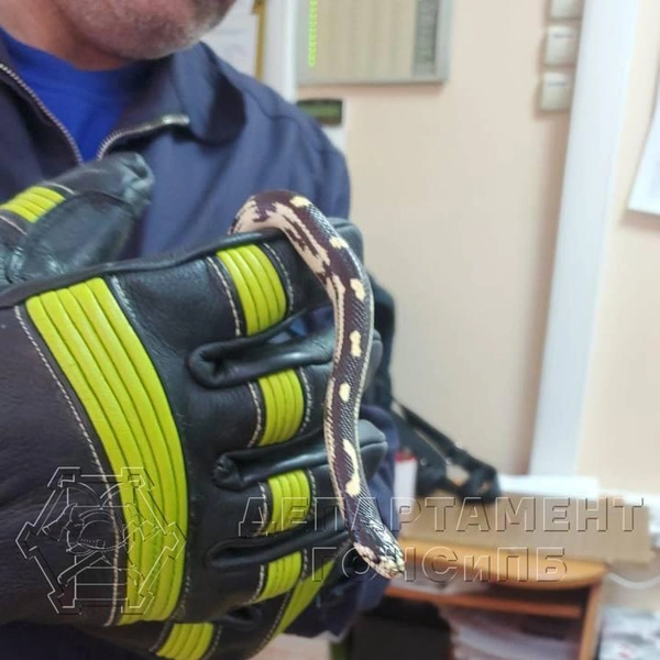 Метровая змея заползла в квартиру, где идет капитальный ремонт. Чешуйчатую нашли в неожиданном месте | Источник: телеграм-канал Департамента по делам ГО, ЧС и пожарной безопасности города Москвы