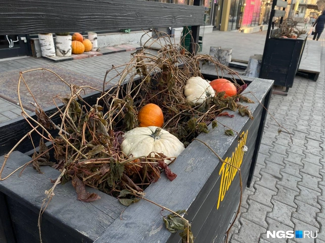 День празднования Хэллоуина в 2025 году выпал на пятницу | Источник: Анастасия Хрипушина/NGS.RU