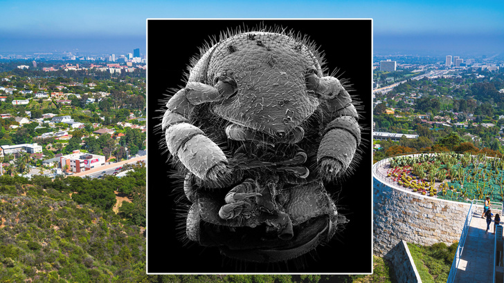 Голова Чужого и 486 лап: посмотрите на новый вид, который нашли в одном из парков Лос-Анджелеса