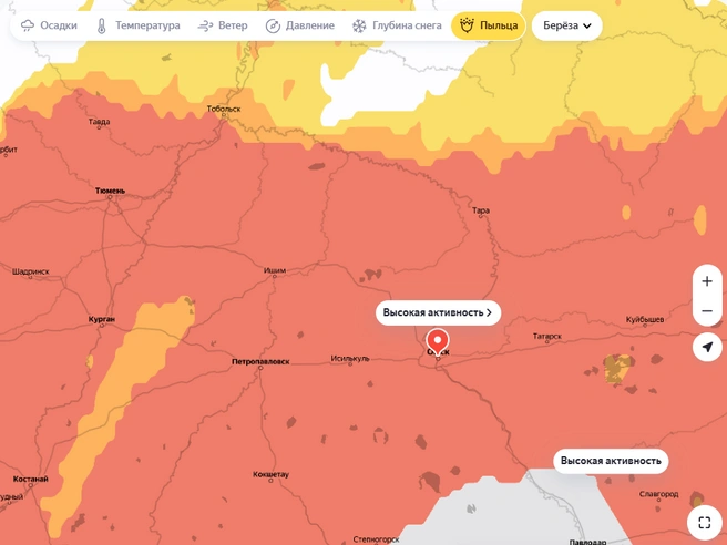 Береза цветет не только в Омской области | Источник: yandex.ru/pogoda / «Яндекс Погода»