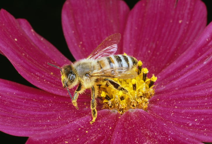 Могут ли пчелы распознавать лица