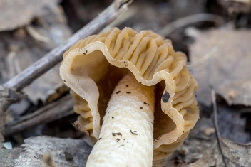 В отличие от сморчка, у шапочки ножка крепится на самом верху | Источник: mycology.su