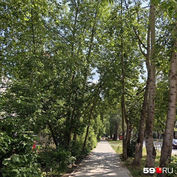 Улочки заросли деревьями | Источник: Василина Любимова / 59.RU