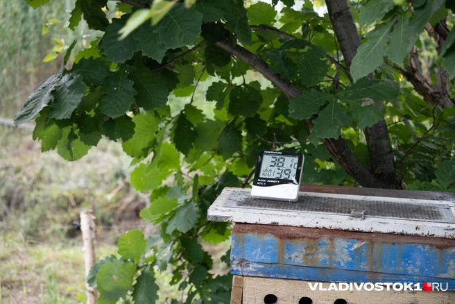 Местами в крае будет очень жарко | Источник: Елена Буйвол / VLADIVOSTOK1.RU