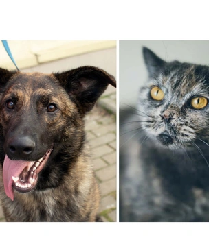 Котопёс недели: кошка Соня и собака Боня