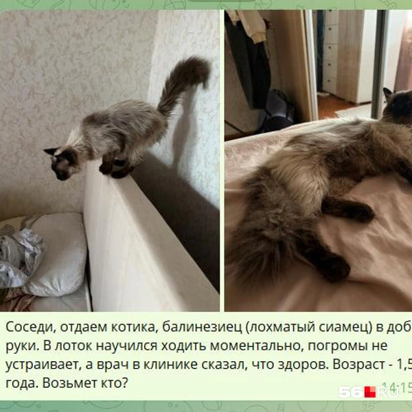 Не помогли и соседи | Источник: Скрин с переписок корреспондента 56.RU