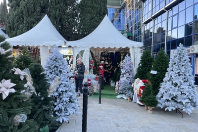 В Сочи открылись елочные базары: адреса и цены