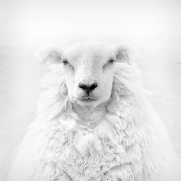 Источник: Jens Winkler / International Photography Awards 2025