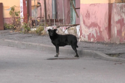 'Useless and harmful it roams the streets': Stray dog that attacked man freed in Volgograd