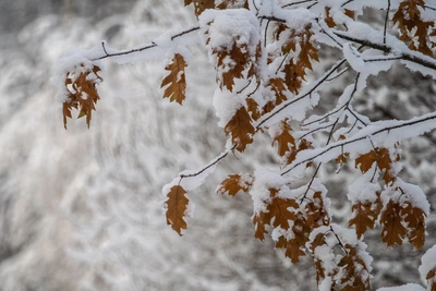 Накроет мокрый снег и сильный ветер в Москве