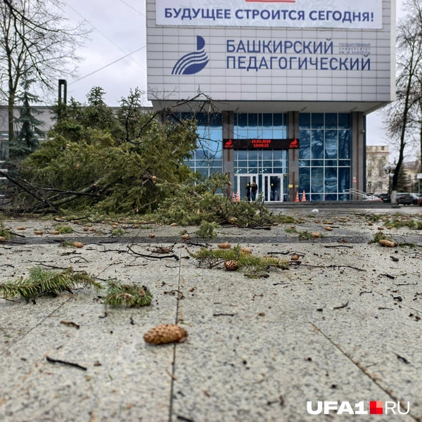 Дерево упало возле БГПУ | Источник: Булат Салихов / UFA1.RU