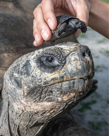 Источник: Ron Magill / Zoo Miami, via New York Post