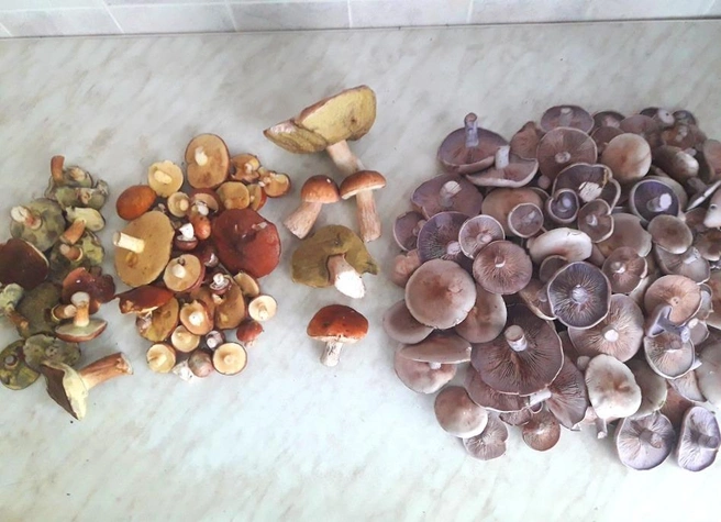 Такой улов продемонстрировал грибник из Дмитровского района | Источник: Владимир Инов / Грибы в Подмосковье 2025 / VK.com