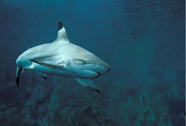 Беззащитные хищники: как половина акул Средиземноморья оказалась под угрозой исчезновения