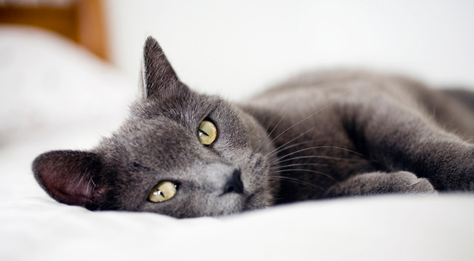 10 жизненных советов от вашего… кота