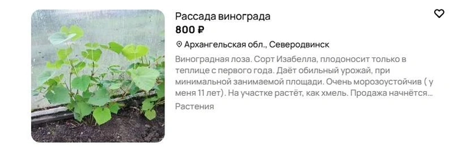 Источник: Avito.ru