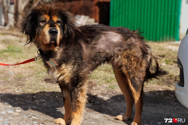 Этот пес был оставлен в ветеринарной клинике и искал нового хозяина | Источник: Ирина Шарова / 72.RU