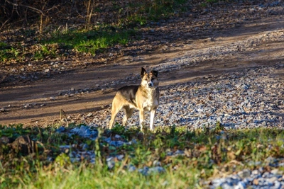 Free Rabies Vaccination for Riazan Animals at 17 Addresses