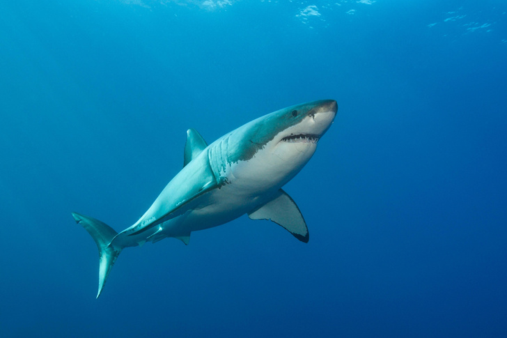 Почему большая белая акула черного цвета | VOKRUGSVETA