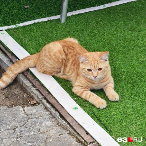 Вы только посмотрите на этого рыжего котика! | Источник: Илья Овсянников / 63.RU 