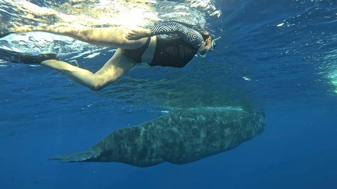Одним из самых незабываемых событий поездки стало плавание в открытом океане вместе с китами | Источник: Яна Ефременко