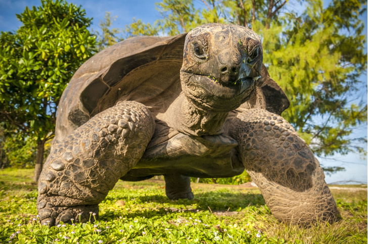Медленно, но верно: гигантскую черепаху впервые застали за охотой