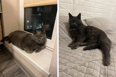 Mother and Son Adopt Perm Cat