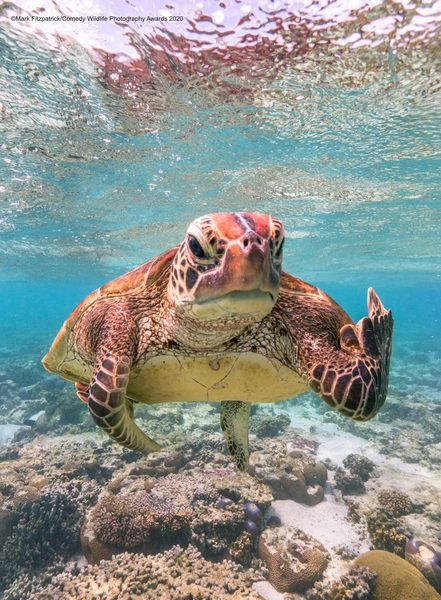 Самые смешные снимки животных в дикой природе — победители Comedy Wildlife Photography Awards — 2022