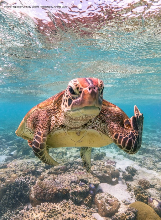 Источник: Mark Fitzpatrick / Comedy Wildlife Photo Awards