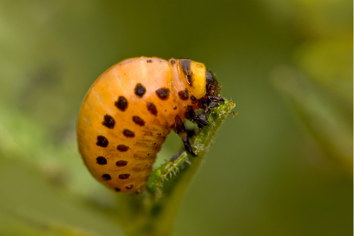 Как избавиться от колорадского жука и откуда он появился в России | Вокруг  Света