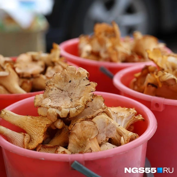 Аппетитные лисички | Источник: Евгений Софийчук / NGS55.RU