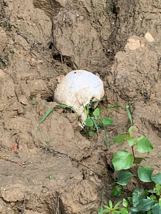 Останки хотят перезахоронить  | Источник: Предоставлено Анной 