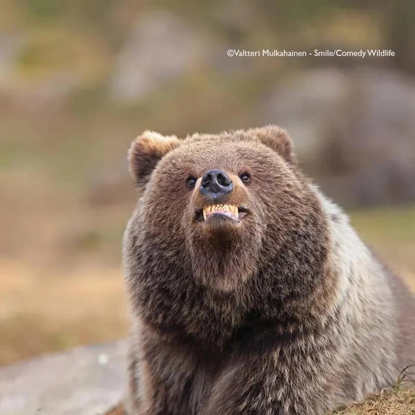 Источник: Nikon Comedy Wildlife Awards