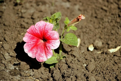 Planting Petunia, Eustoma, and Lobelia Seedlings in January