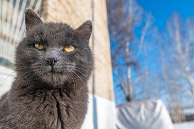 Heavy Snow and Blowing Snow Forecast for Irkutsk Oblast